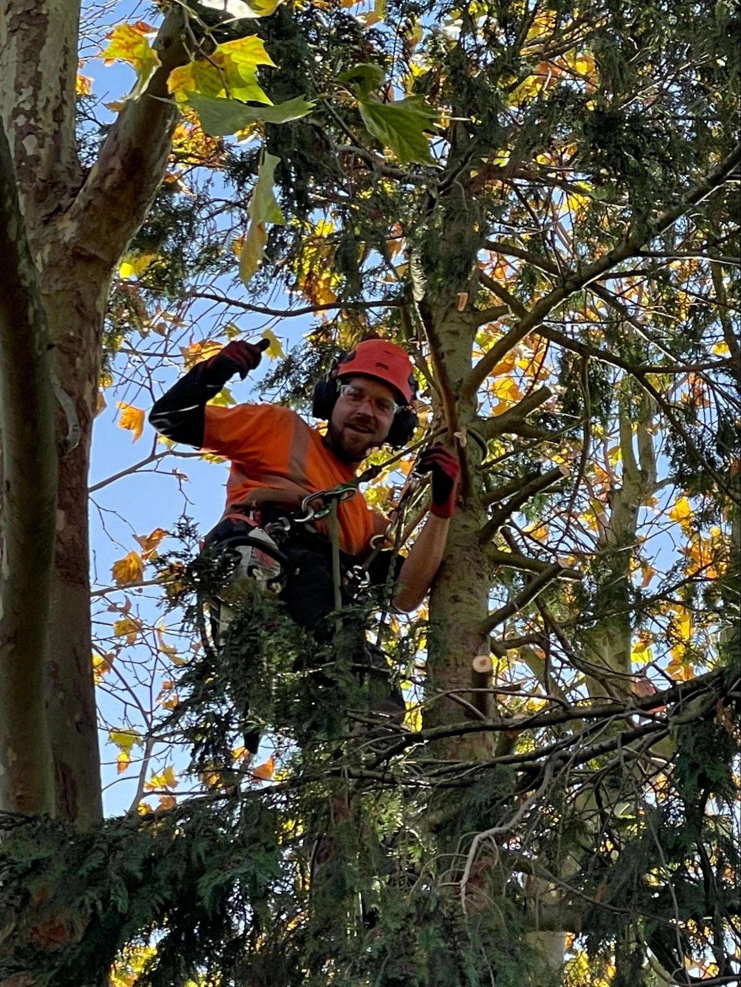 Beckton Tree Care Experts